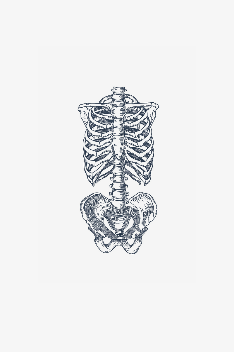 Anatomie